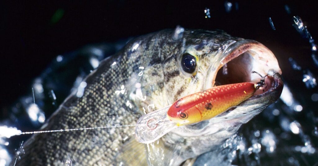 the-fight-against-the-smallmouth-bass-invasion-of-the-grand-canyon