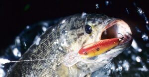 the-fight-against-the-smallmouth-bass-invasion-of-the-grand-canyon