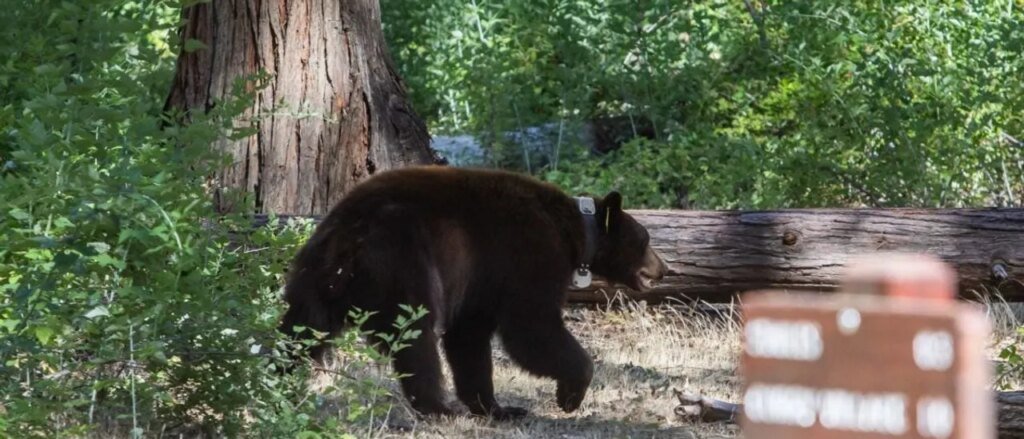 parts-of-national-park-closed-after-bears-chased,-bit-visitors