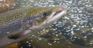 scientists-gave-cocaine-to-salmon-and-you-will-absolutely-believe-what-happened-next