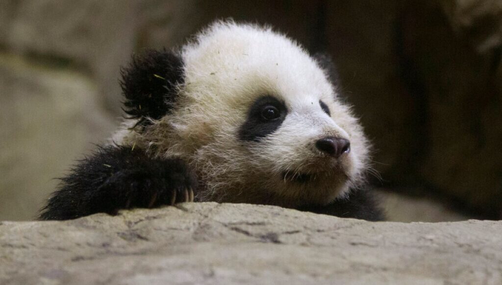 china-to-send-two-pandas-to-atlanta-ahead-of-trump-xi-summit