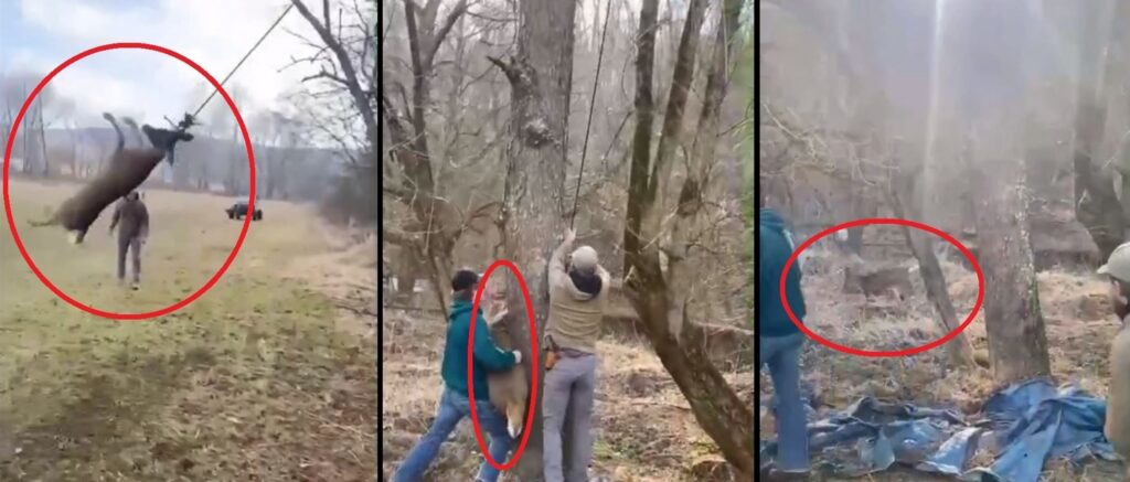 video-shows-men-freeing-deer-found-swinging-on-a-rope-from-its-antlers