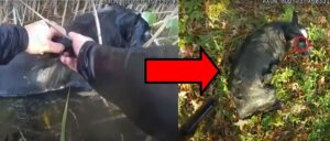 video-shows-police-officers-rescuing-drowning-blind-dog-from-frigid-pond