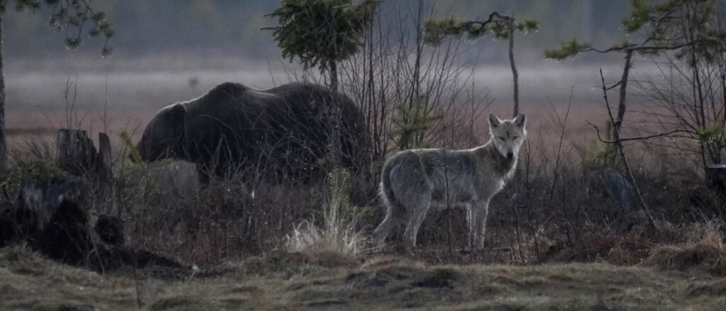 wild-video-shows-grizzly-bear,-wolf-nearly-coming-to-blows-while-hammering-down-dead-animal