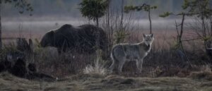 wild-video-shows-grizzly-bear,-wolf-nearly-coming-to-blows-while-hammering-down-dead-animal