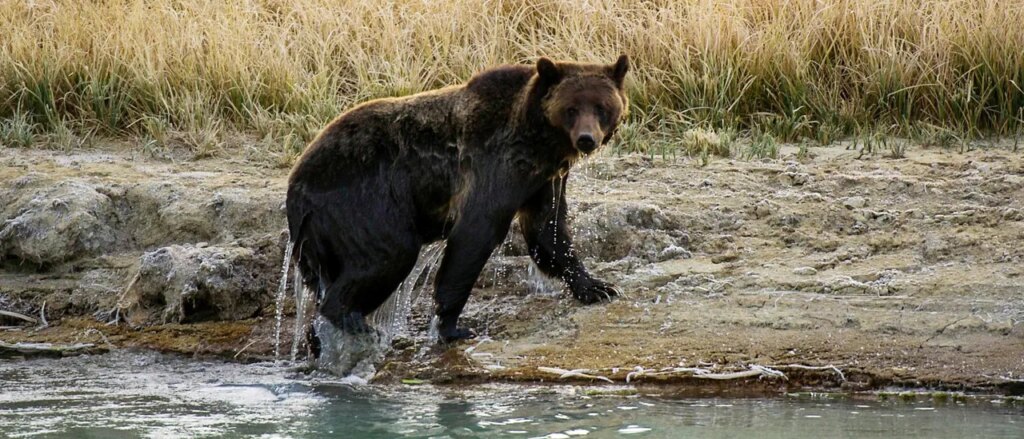 bear-attacks-two-hikers,-officials-shut-down-parts-of-national-park