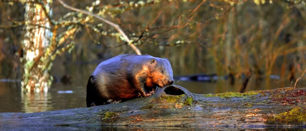 rabid-beaver-goes-on-rampage-at-park,-sending-8-year-old-boy-to-hospital