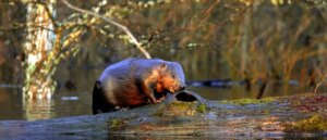 rabid-beaver-goes-on-rampage-at-park,-sending-8-year-old-boy-to-hospital