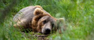judge-approves-air-attacks-on-bears-to-protect-animal-in-alaska