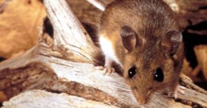 here’s-what-you-need-to-know-about-the-hantavirus