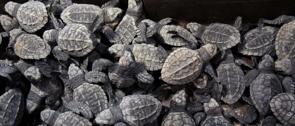 feds-charge-alleged-turtle-smuggler-in-international-scheme