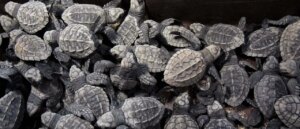 feds-charge-alleged-turtle-smuggler-in-international-scheme
