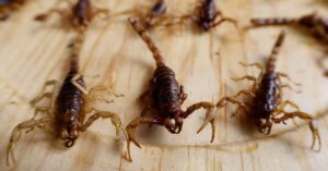 venom-and-hot-peppers-offer-a-key-to-killing-resistant-bacteria