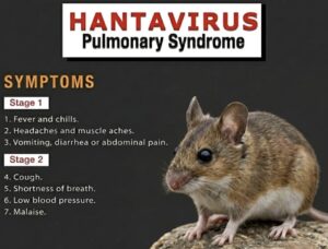 hantavirus:-are-we-on-the-verge-of-another-plandemic?-|-the-gateway-pundit-|-by-promoted-post