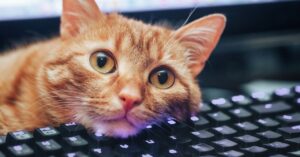 keyboard-shortcuts-i-learned-from-my-cat