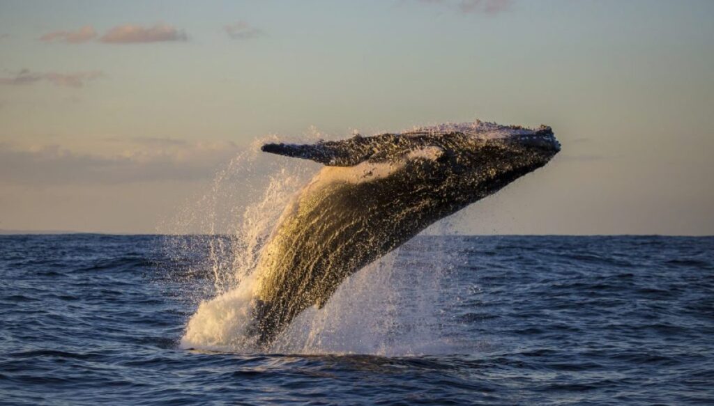 scientist-warns-of-threats-to-whales-due-to-shipping-route-changes