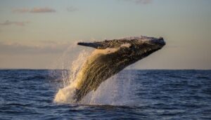 scientist-warns-of-threats-to-whales-due-to-shipping-route-changes
