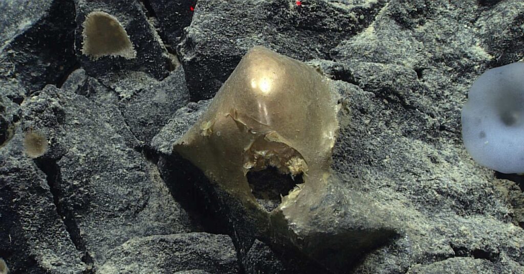 a-‘golden-orb’-on-the-ocean-floor-came-from-a-mysterious-animal