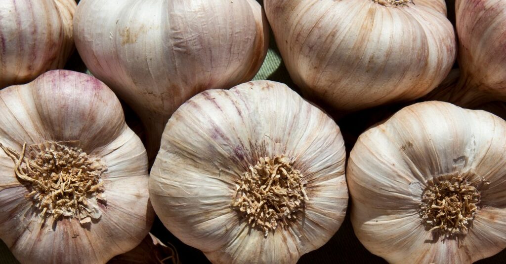 why-garlic-repels-mosquitoes-and-keeps-them-from-breeding