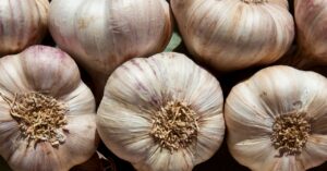 why-garlic-repels-mosquitoes-and-keeps-them-from-breeding
