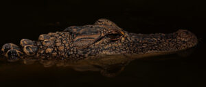 swimming-area-shut-down-after-multiple-people-bit-in-head-by-alligator:-report
