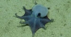a-new-species-of-tiny-octopus-was-discovered-in-the-galapagos-islands