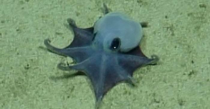 a-new-species-of-tiny-octopus-was-discovered-in-the-galapagos-islands
