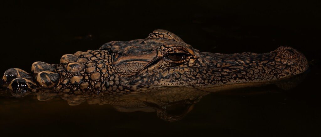 swimming-area-shut-down-after-alligators-bite-two-people-in-the-head:-report