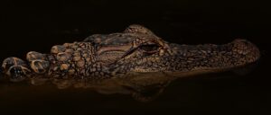 swimming-area-shut-down-after-alligators-bite-two-people-in-the-head:-report