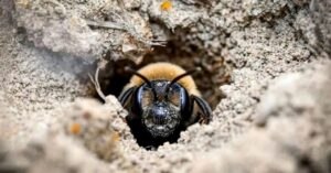 millions-of-bees-have-thrived-under-a-new-york-cemetery-for-more-than-a-century
