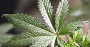 states-with-legal-cannabis-see-higher-home-values,-but-illinois-lags-behind