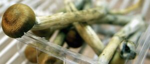 police-say-they-busted-$8.5-million-‘magic-mushroom-factory’-hidden-in-suburban-connecticut-home