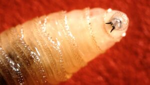new-world-screwworm-confirmed-in-texas,-threatening-cattle-industry
