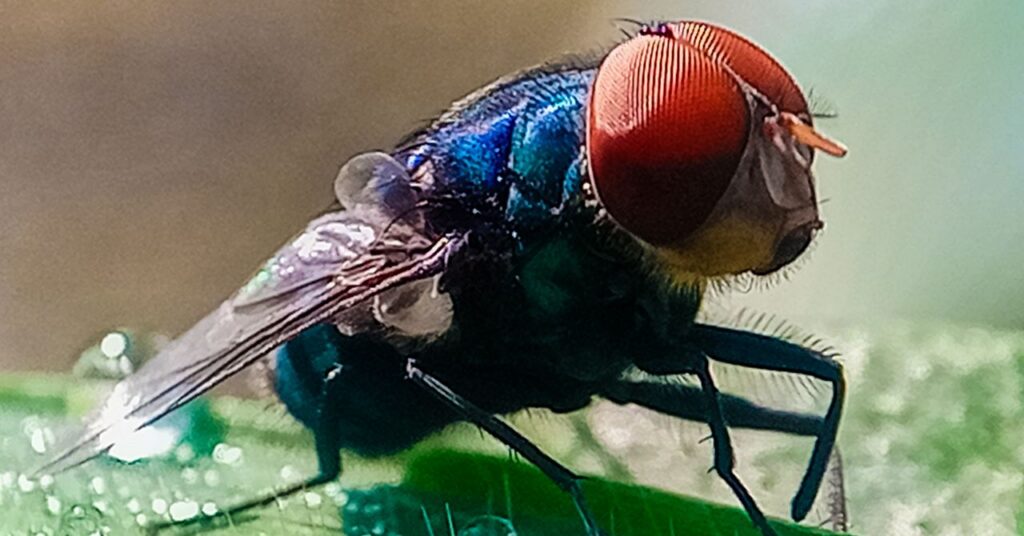 not-to-alarm-anyone,-but-flesh-eating-screwworms-have-entered-the-us