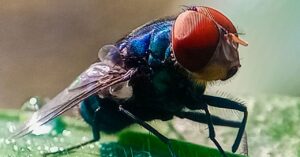not-to-alarm-anyone,-but-flesh-eating-screwworms-have-entered-the-us