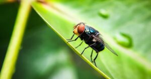 the-us-has-a-plan-to-combat-screwworm.-it-involves-a-lot-more-flies