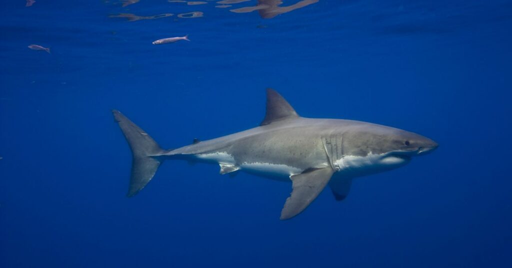there’s-finally-video-of-a-great-white-shark-in-the-mediterranean