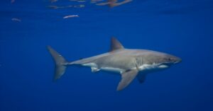 there’s-finally-video-of-a-great-white-shark-in-the-mediterranean