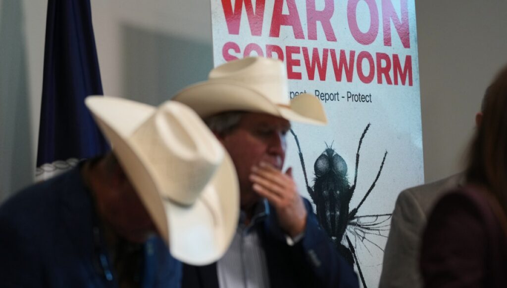 senate-democrats-push-usda-to-boost-screwworm-mitigation-efforts