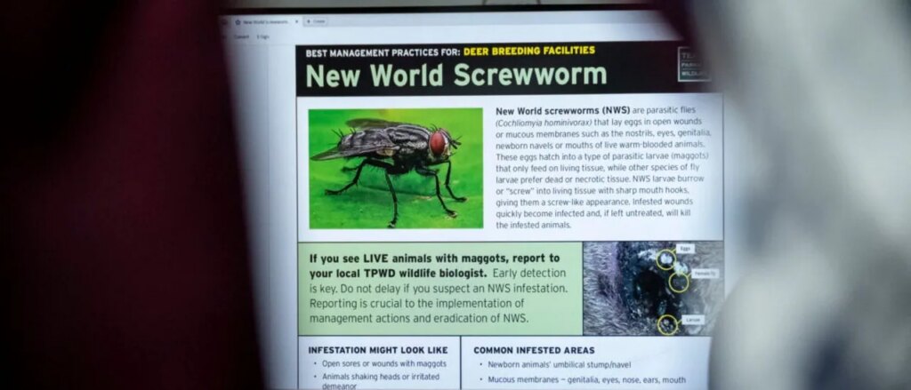 flesh-eating-parasite-spreads-through-red-state-as-officials-fight-infestation