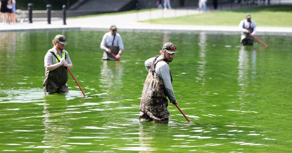 why-the-reflecting-pool-is-full-of-algae-after-trump’s-renovation