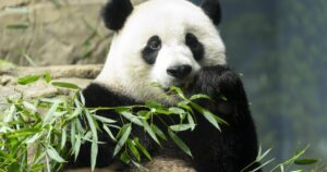 smithsonian-giant-pandas-leave-us-for-china