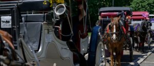 18-year-old-tourist-dies-after-horse-drawn-carriage-flips