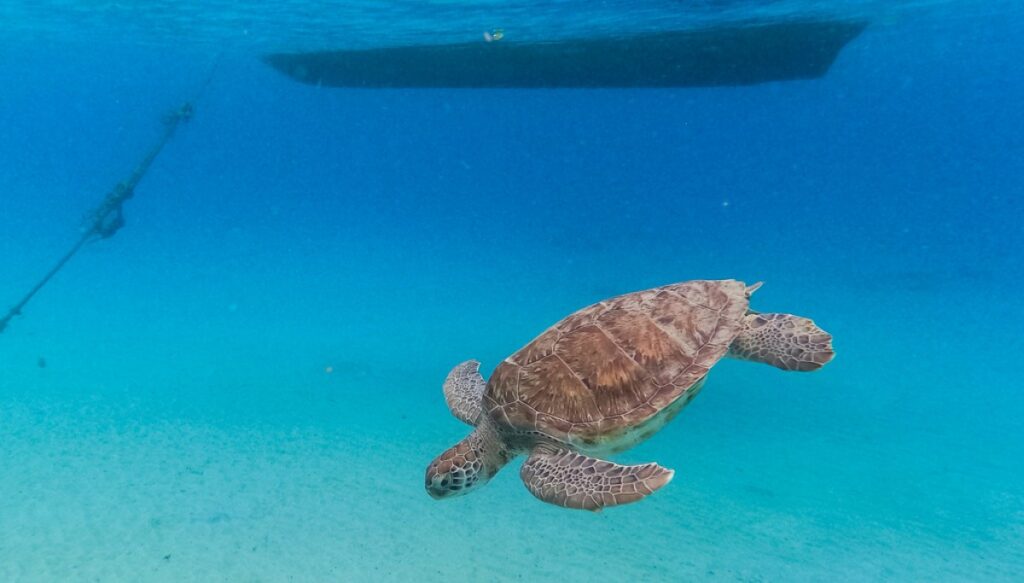 china-says-‘spy-turtles’-and-‘spy-fish’-are-meddling-in-its-waters