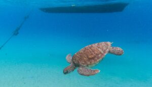 china-says-‘spy-turtles’-and-‘spy-fish’-are-meddling-in-its-waters