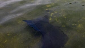 pirro-floats-‘serious-charges’-for-vandals-fostering-algal-blooms-in-reflecting-pool