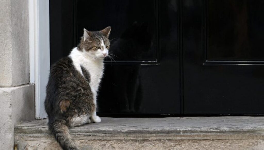 six-prime-ministers,-nine-lives:-larry-the-cat-outlasts-another-leader