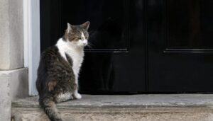 six-prime-ministers,-nine-lives:-larry-the-cat-outlasts-another-leader