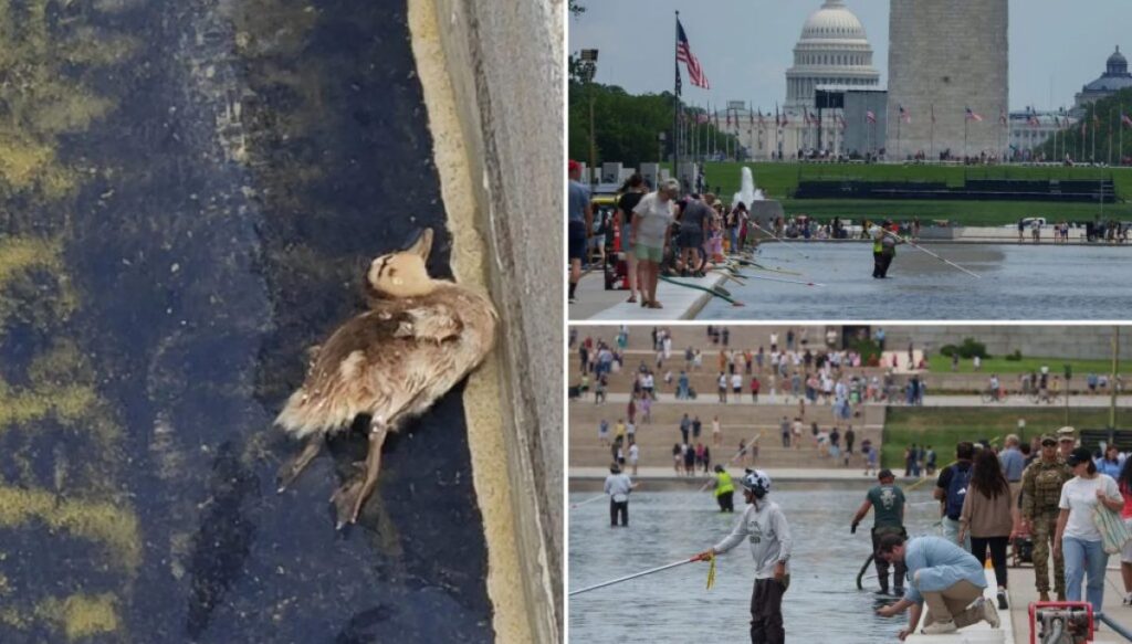 secrets-visited-the-reflecting-pool-and-found-a-dead-duckling