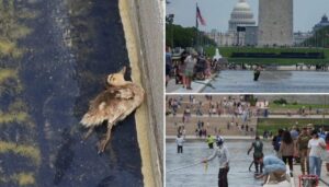 secrets-visited-the-reflecting-pool-and-found-a-dead-duckling